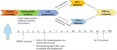 The safety and anti-tumor effect of multiple peptides-pulsed dendritic cells combined with induced specific cytotoxic T lymphocytes for patients with solid tumors